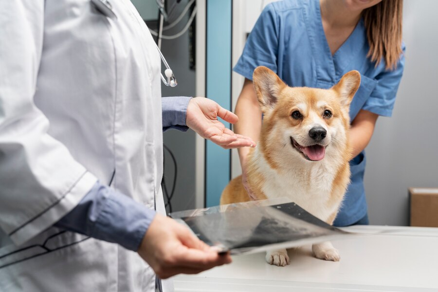 Кандидоз у собак: причины, симптомы, диагноз и уход