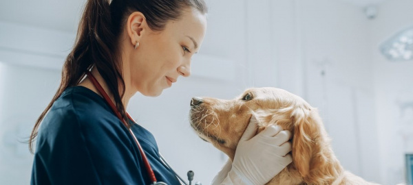 Физиотерапия и реабилитация для животных: как помочь вашему питомцу восстановиться после травмы или операции