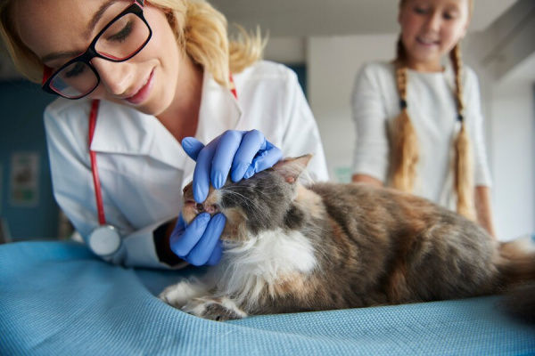 Лечение диабета у кошек