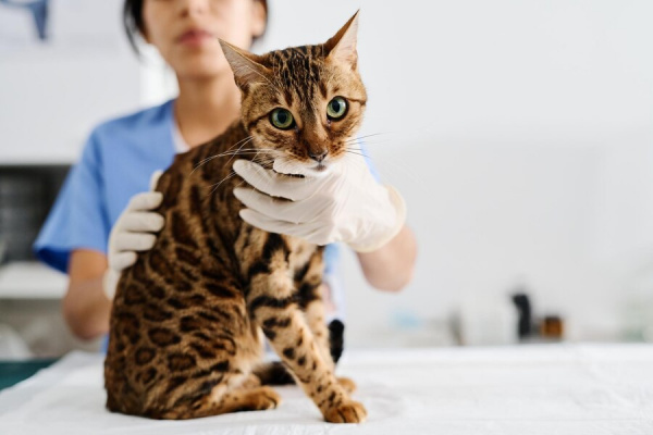 Вирусная лейкемия у кошек