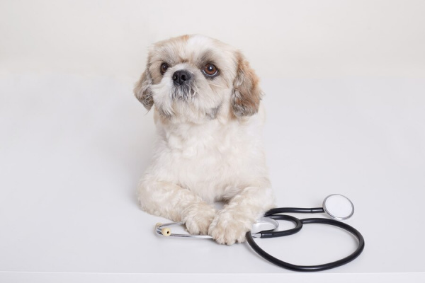 Бластомикоз у собак: симптомы, уход и профилактика