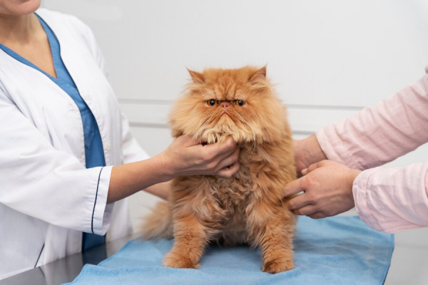 Кошачий калицивирус: причины, симптомы, диагностика и лечение