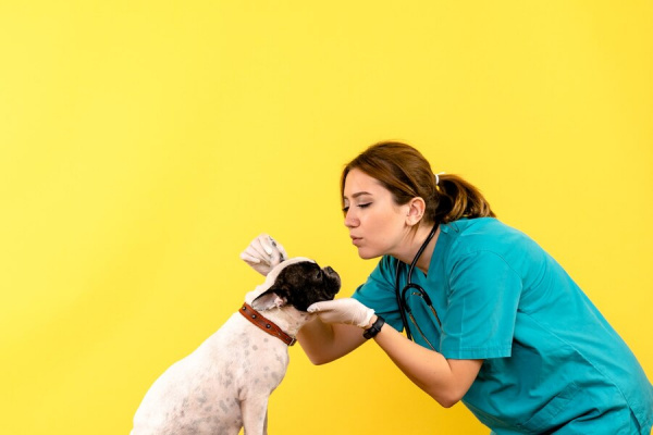 Аденовирус у собак: распространение и признаки
