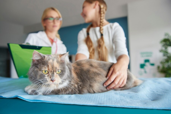 Рак у кошек: симптомы, виды и лечение