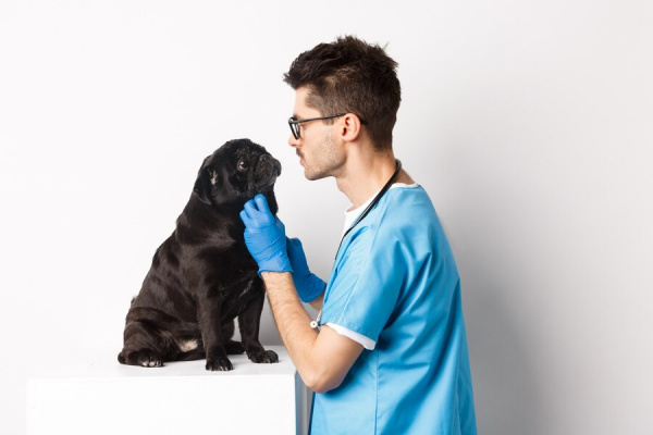 Парвовирусная инфекция у собак: симптомы, диагностика и лечение