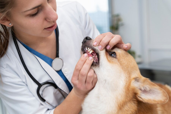 Распространенные болезни, которыми вы можете заразиться от своей собаки