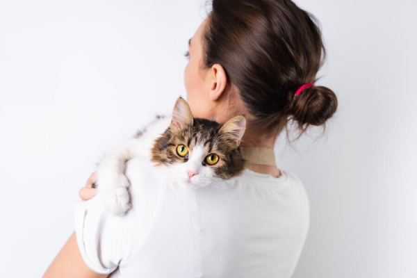 Мастит у кошек: причины, диагностика, лечение и профилактика
