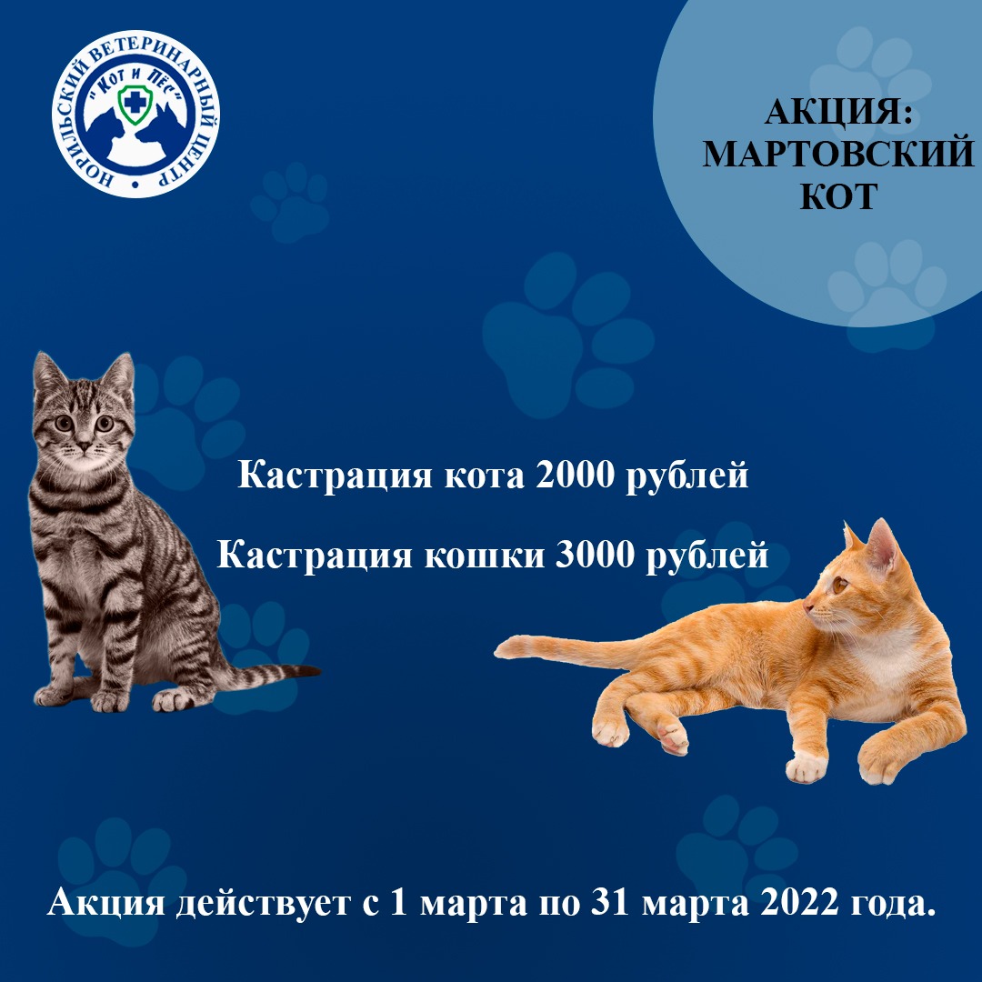 Акция "Мартовский кот": скидки на кастрацию котов и кошек