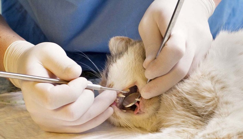 Ветеринарная стоматологическая хирургия